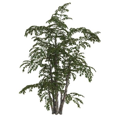 İnce dalları olan yemyeşil bir ağaç.