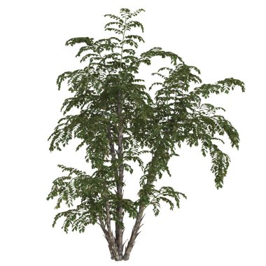 Beyaz arkaplanda yemyeşil bir moringa ağacı.