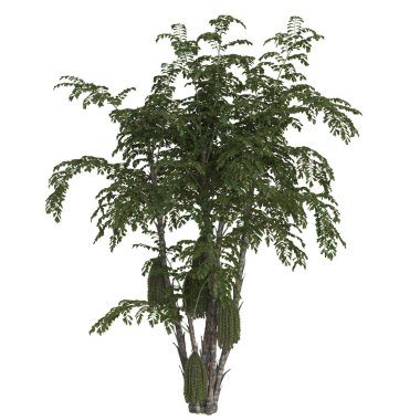 Canlı yeşil yapraklı yemyeşil bir ağaç.