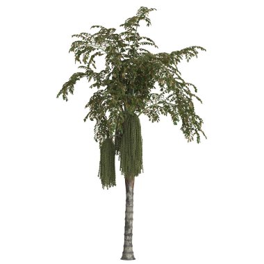 Uzun hurma ağaçları, yemyeşil yapraklar ve kümeler..