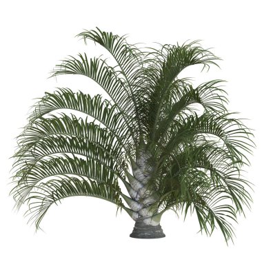 Kemerli yaprakları olan yemyeşil palmiye bitkisi