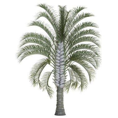 Yeşillik yaprakları olan görkemli palmiye ağaçları.