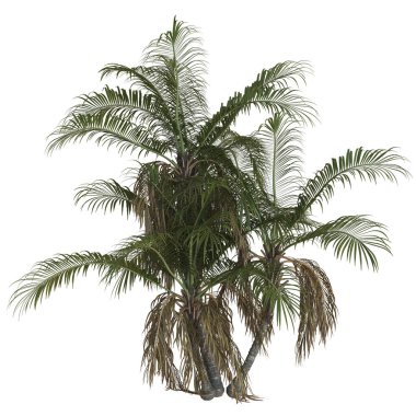 Beyaz arka planda yemyeşil bir tropik palmiye ağacı