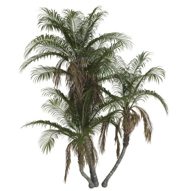 Beyaz arka planda izole edilmiş tropik palmiye ağaçları.
