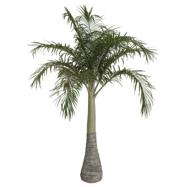 Yeşillik yaprakları olan uzun bir palmiye ağacı..