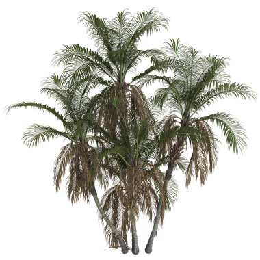 Yeşillik içinde tropikal palmiye ağaçları kümeleri.