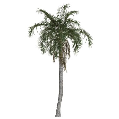 Gökyüzüne karşı uzun bir palmiye ağacı