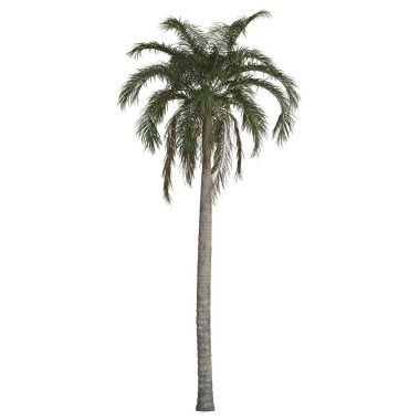 Beyaz arkaplanda izole edilmiş uzun palmiye ağacı.