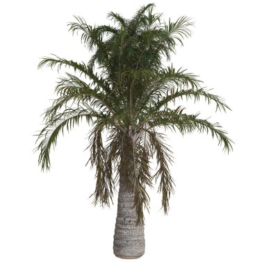 Minimalist bir ortamda tropik palmiye ağacı.