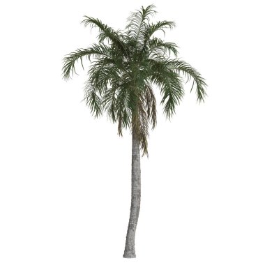 Beyaz arkaplanda yükselen palmiye ağacı