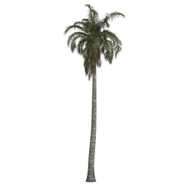 Beyaz arkaplana karşı uzun palmiye ağacı.