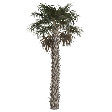 Yeşillik yaprakları olan uzun bir palmiye ağacı.