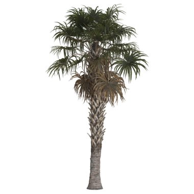 Beyaz arkaplanda uzun yeşil palmiye ağacı