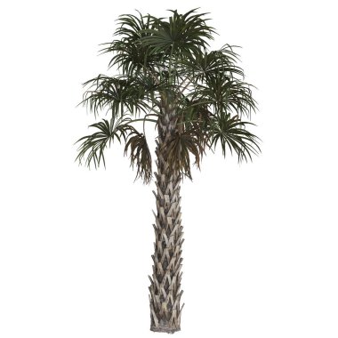 Beyaz arkaplanda uzun, gür bir palmiye ağacı