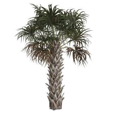 Beyaz arkaplanda yemyeşil tropikal palmiye ağacı