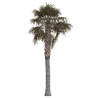 Yeşillik yaprakları olan uzun bir palmiye ağacı.