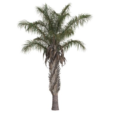 Yeşillik yaprakları olan uzun bir palmiye ağacı.