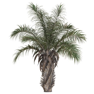 Bereketli tropikal palmiye ağacı beyaza izole edilmiş..