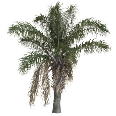 Ayrıntılı yeşil yapraklı gür palmiye ağaçları.