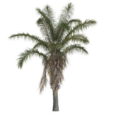 Yeşillik yaprakları olan uzun bir palmiye ağacı..