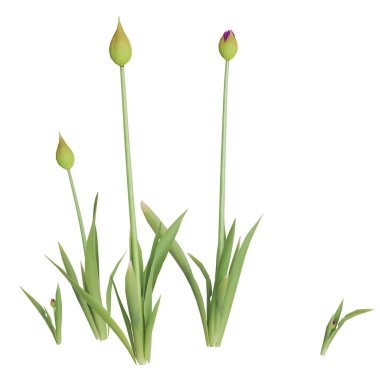 Lale tomurcukları beyaz arkaplan karşısında