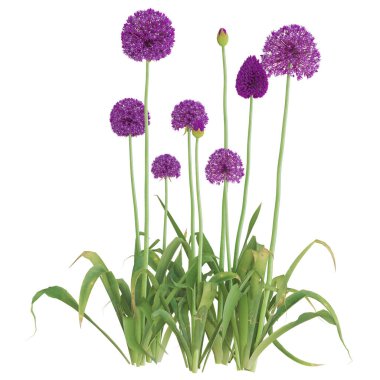 Zarif mor Allium çiçekleri tamamen çiçek açmış..
