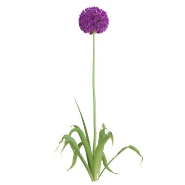 Çiçek açmış uzun mor alyan çiçeği..