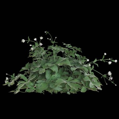 Narin beyaz çiçekli yemyeşil yapraklar.