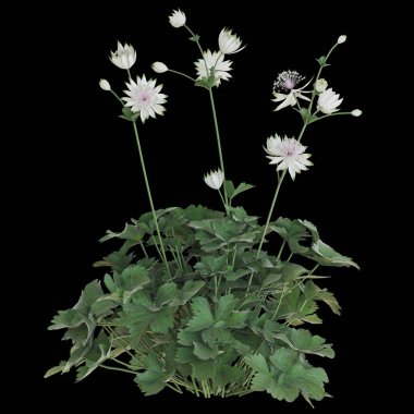 Narin beyaz astrantia çiçekleri çiçek açtı.