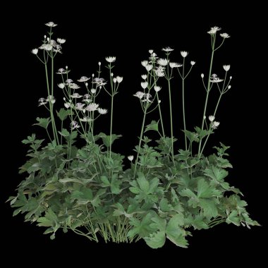 Narin beyaz çiçekli yemyeşil bir bitki.