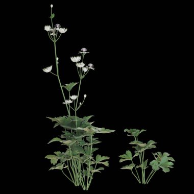 Siyah arka planda narin kır çiçekleri