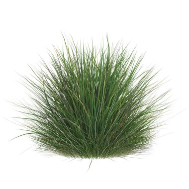 Beyaz arka planda yemyeşil çimen çalısı