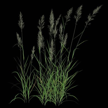 Siyah arkaplana karşı zarif otlar