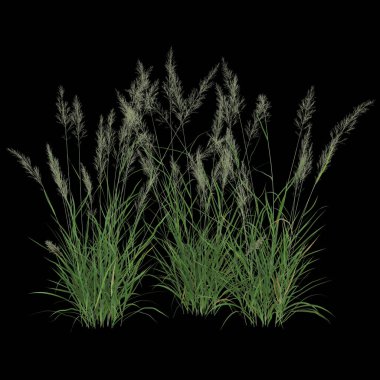 Siyah arka planda yemyeşil, uzun çimenler