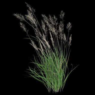 Siyah arka planda yemyeşil çimenler