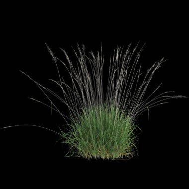 Siyah arkaplana karşı uzun çimenler.