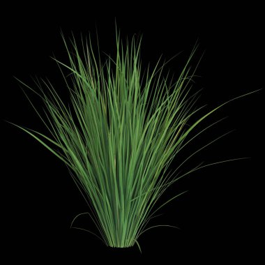 Siyah arka planda yemyeşil çimenler