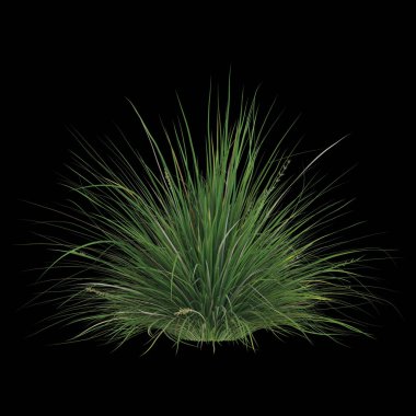 Yemyeşil çimenler siyah arkaplanda izole edilmiş.