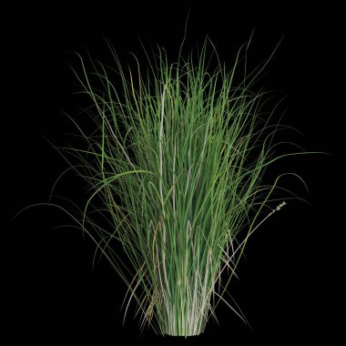 Siyah arka planda yemyeşil otlar