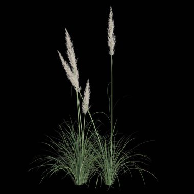 Siyah arka plana karşı zarif otlar.