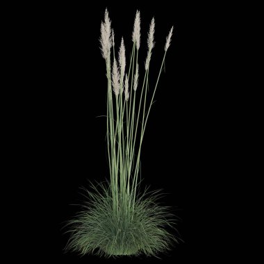 Esmer arka planda zarif otlar.