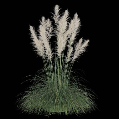 Yumuşak tüylü, zarif otlar..