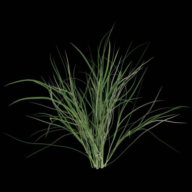 Siyah arka planda yemyeşil çimenler