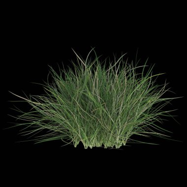 Siyah arka planda canlı yeşil çimenler