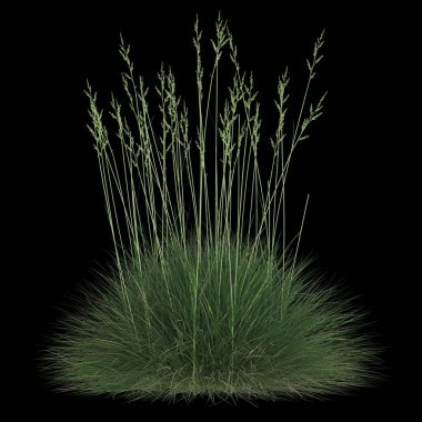 Yemyeşil çimenler siyah arkaplanda izole edilmiş.