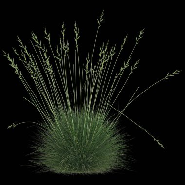 Siyah arka planda zarif yeşil çimenler.