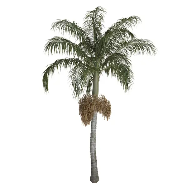 Tomurcukları birbiri üzerine dizilmiş salkımlı hurma ağaçları,.