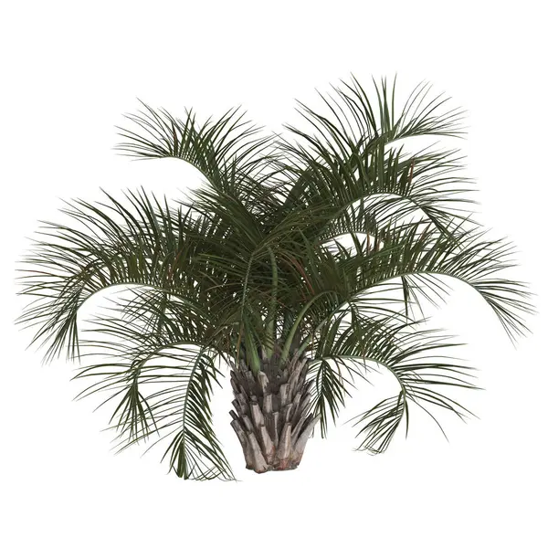 Yemyeşil yaprakları olan canlı palmiye ağaçları..