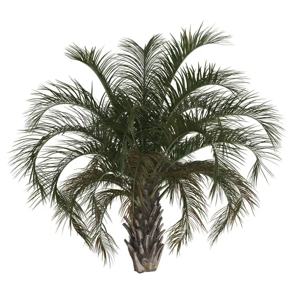 Beyaz arka planda yemyeşil bir tropik palmiye ağacı.