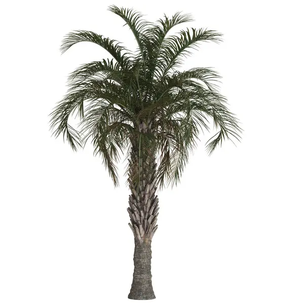 Uzun, gür palmiye ağaçları ve detaylı yaprakları var..